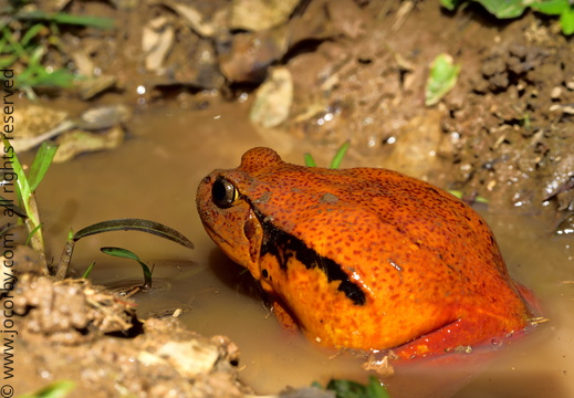 Dyscophus Antongilii