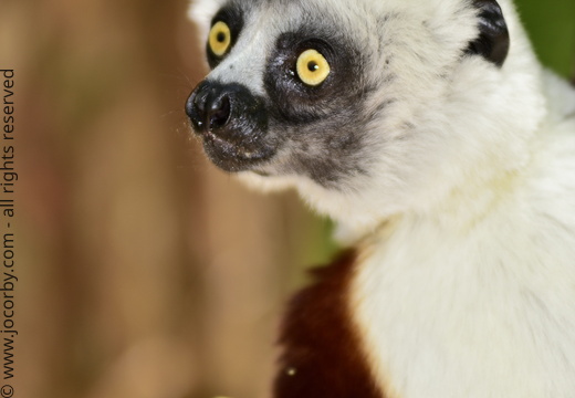 Propithecus coquereli