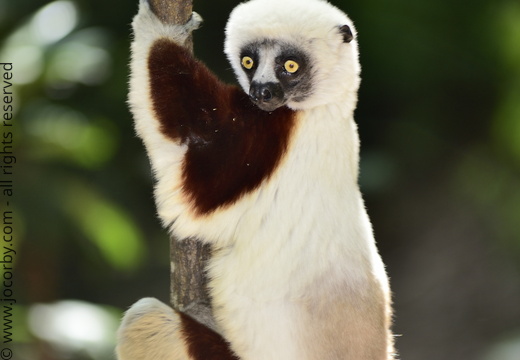 Propithecus coquereli