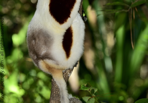 Propithecus coquereli