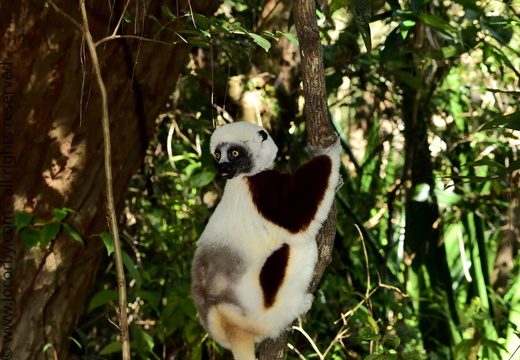 Propithecus coquereli