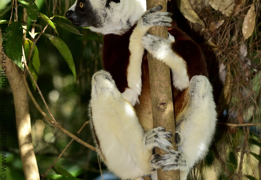 Propithecus coquereli