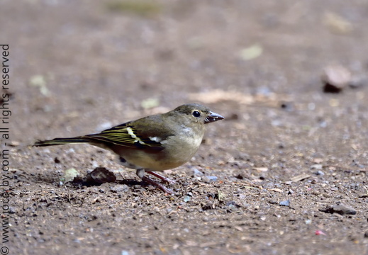 Fringilla coelebs canariensis