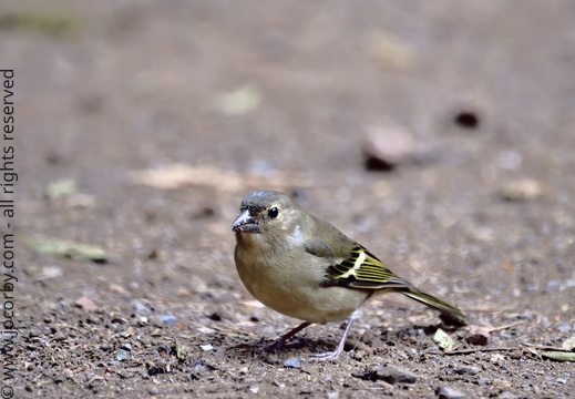 Fringilla coelebs canariensis