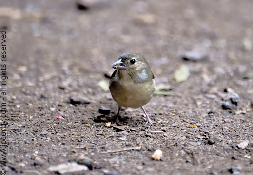 Fringilla coelebs canariensis