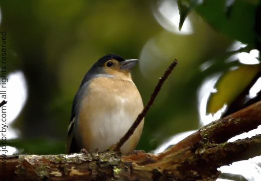 Fringilla coelebs canariensis