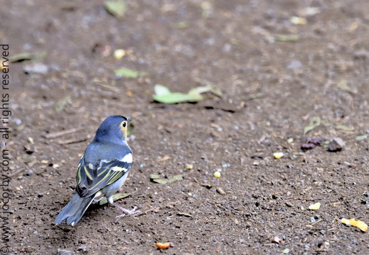 Fringilla coelebs canariensis