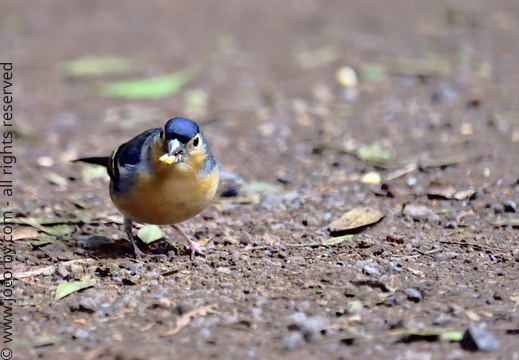 Fringilla coelebs canariensis