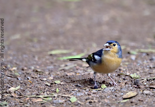 Fringilla coelebs canariensis