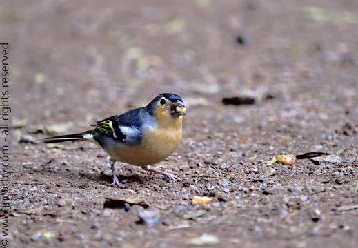 Fringilla coelebs canariensis