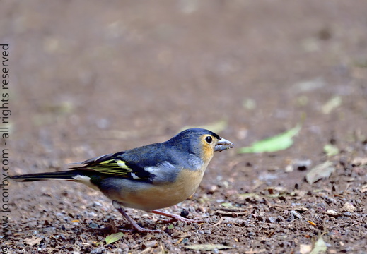 Fringilla coelebs canariensis