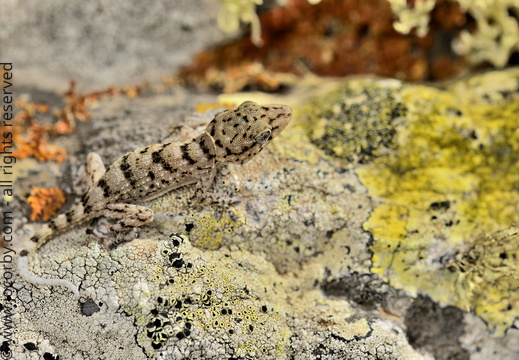 Tarentola delalandii