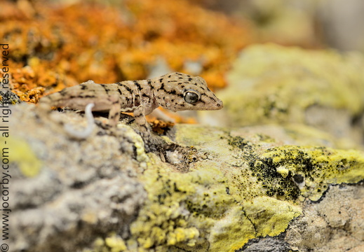 Tarentola delalandii