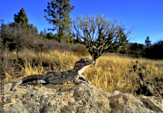 Tarentola delalandii