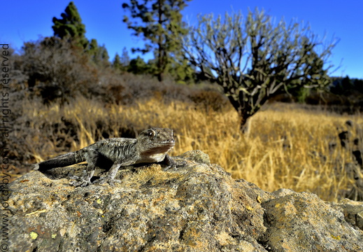 Tarentola delalandii