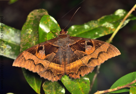 Cyligramma disturbans