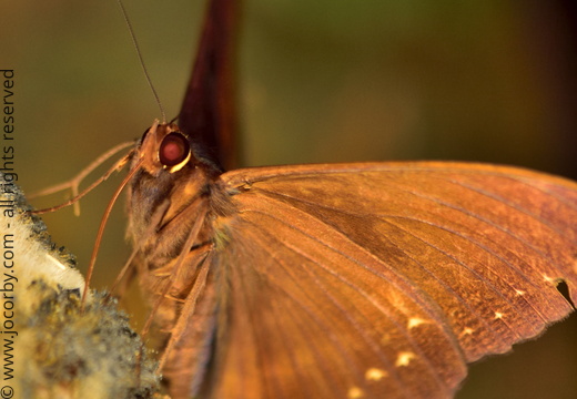 Cyligramma disturbans