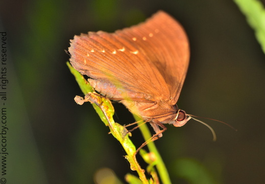 Cyligramma disturbans