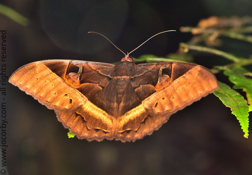 Cyligramma disturbans