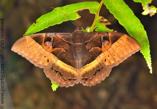 Cyligramma disturbans