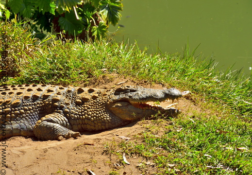 Crocodylus niloticus