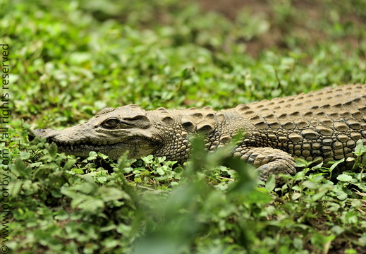 Crocodylus niloticus