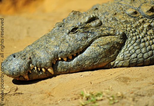 Crocodylus niloticus