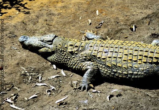 Crocodylus niloticus