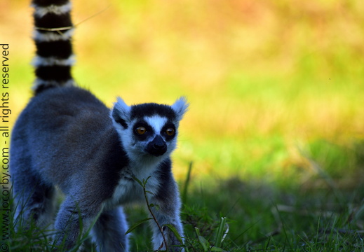 Lemur catta