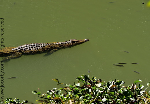 Crocodylus niloticus