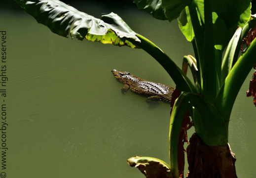 Crocodylus niloticus