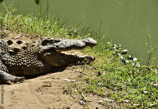 Crocodylus niloticus