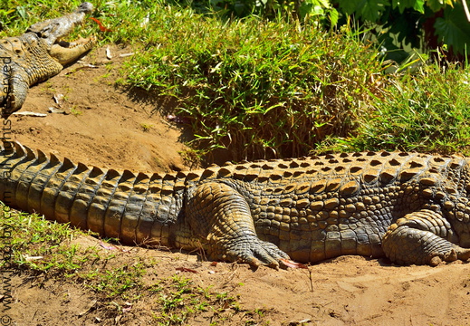 Crocodylus niloticus