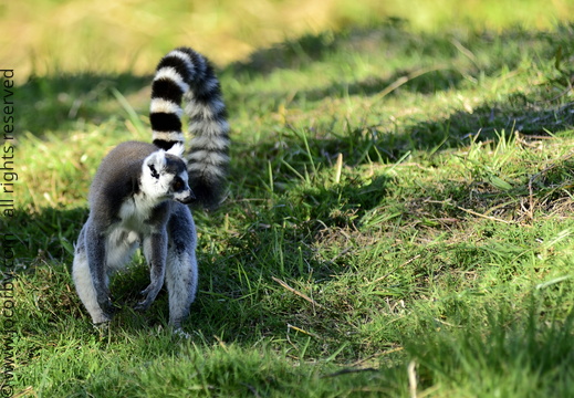 Lemur catta