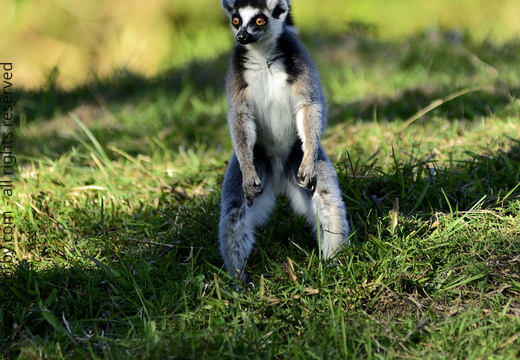 Lemur catta