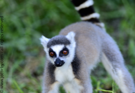 Lemur catta