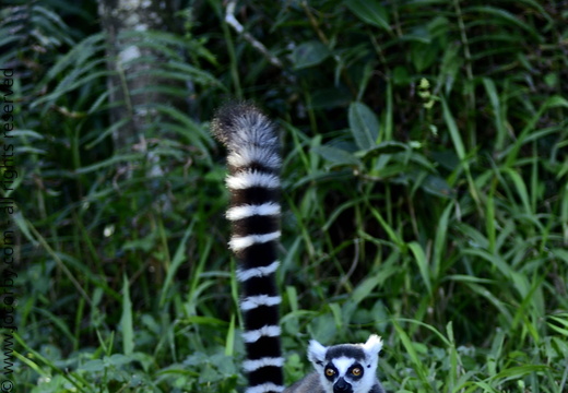 Lemur catta