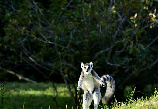 Lemur catta