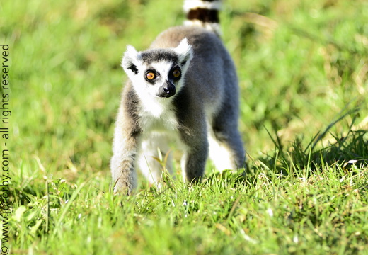 Lemur catta