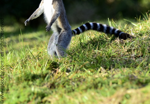 Lemur catta