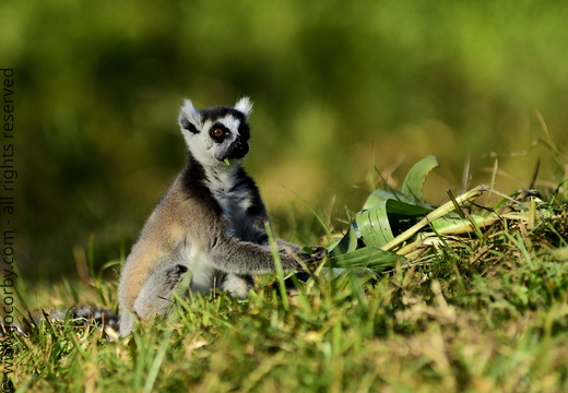 Lemur catta