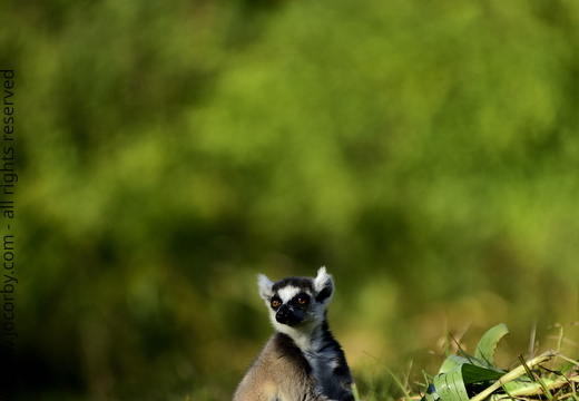 Lemur catta