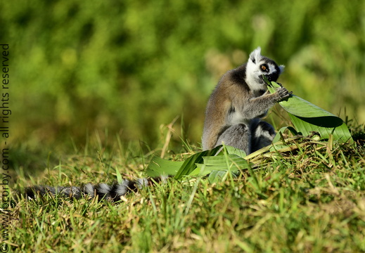 Lemur catta