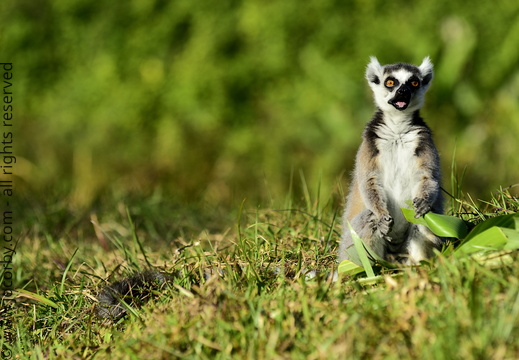 Lemur catta