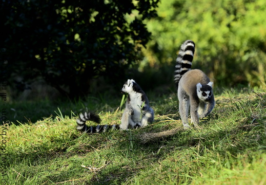 Lemur catta