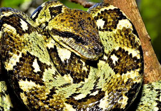 Acrantophis madagascariensis