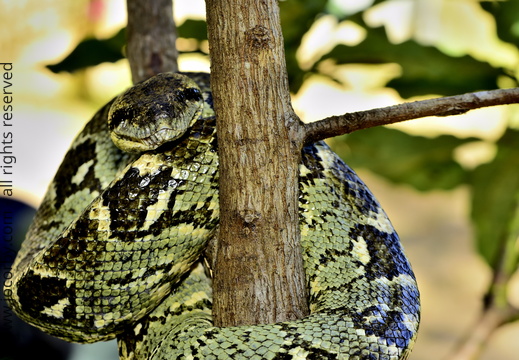 Acrantophis madagascariensis