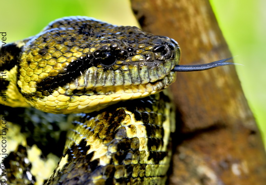 Acrantophis madagascariensis