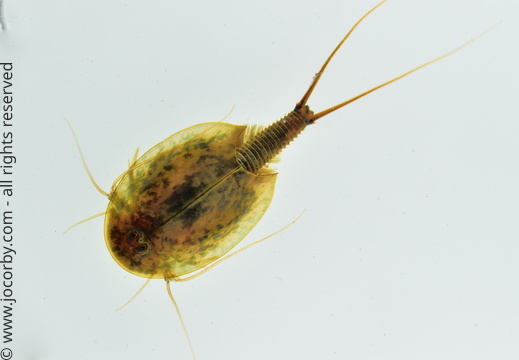 Triops cancriformis