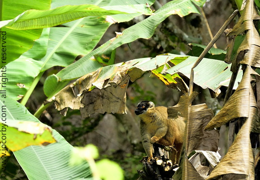 Eulemur fulvus